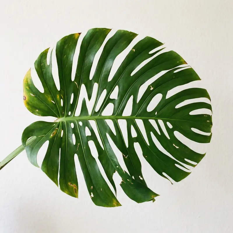 Preview of Monstera Leaf Logo Design