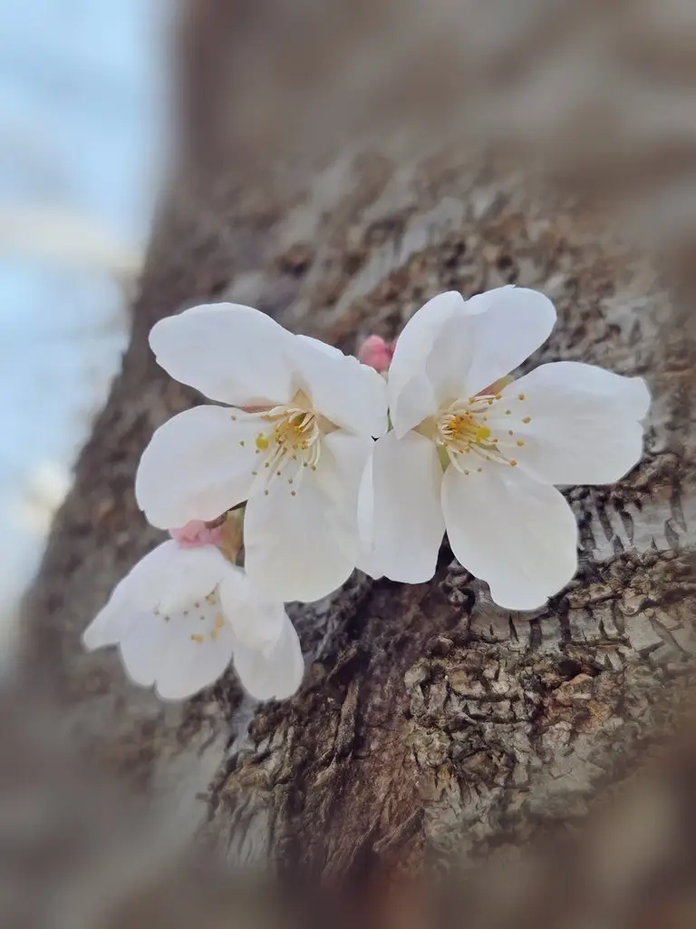 Preview of Found a Small Spring