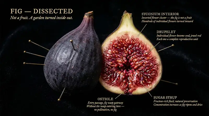 Preview of The Naturalist Dissection Prompt
